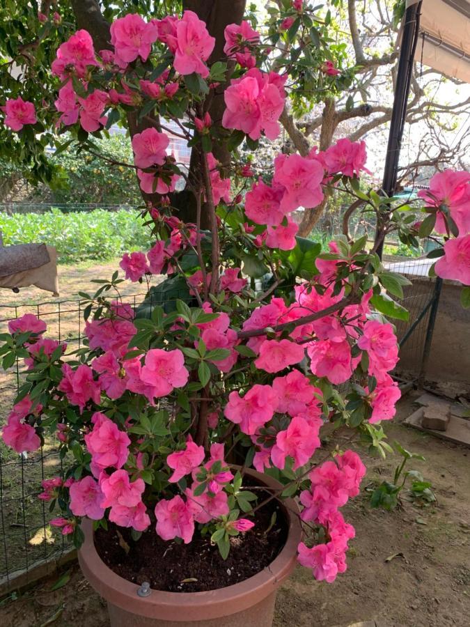 סאבונה Resort Dependance Di Villa Rosa Maria מראה חיצוני תמונה